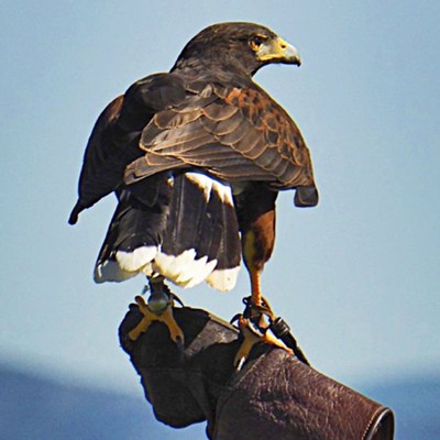 Bouchaine Falconry in the Garden